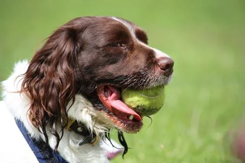 A working type english springer spaniel pet gundog with a yellow tennis ball Stock Photos