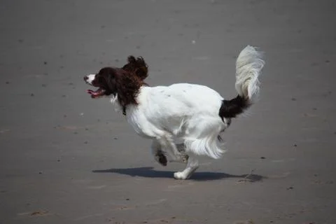 Working type english springer spaniel pet gundog running on a sandy beach; Stock Photos