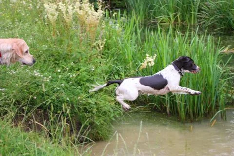 Working type english springer spaniel pet gundog jumping into water Stock Photos