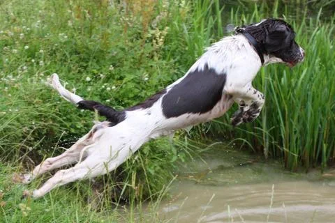 Working type english springer spaniel pet gundog jumping into water Stock Photos