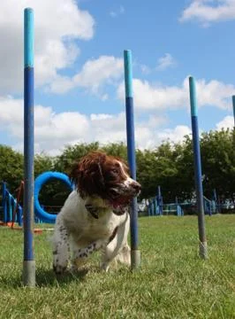 Working type english springer spaniel pet gundog weaving through agility weav Stock Photos