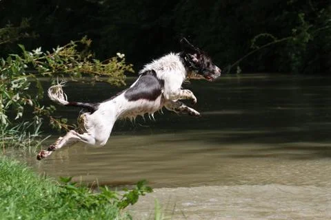 Working type english springer spaniel pet gundog jumping into water Stock Photos