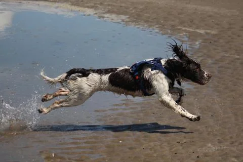Working type english springer spaniel pet gundog running on a sandy beach; Stock Photos