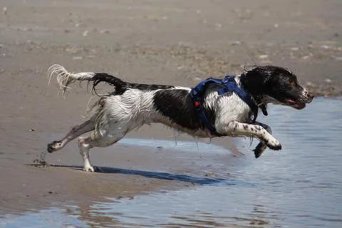 Working type english springer spaniel pet gundog running on a sandy beach; Stock Photos