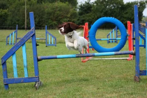 A working type english springer spaniel pet gundog jumping an agility jump Stock Photos