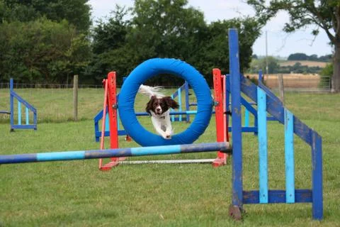 A working type english springer spaniel pet gundog jumping an agility jump Foto stock
