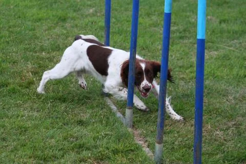 Working type english springer spaniel pet gundog weaving through agility weav Stock Photos