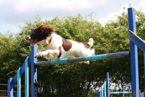 A working type english springer spaniel pet gundog jumping an agility jump Stock Photos