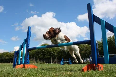 A working type english springer spaniel pet gundog jumping an agility jump Stock Photos