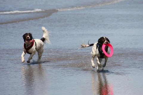 Working type english springer spaniel pet gundog running on a sandy beach; Stock Photos