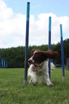 Working type english springer spaniel pet gundog weaving through agility weav Stock Photos