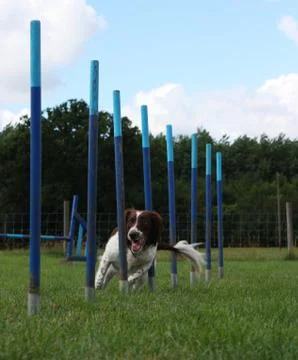 Working type english springer spaniel pet gundog weaving through agility weav Stock Photos