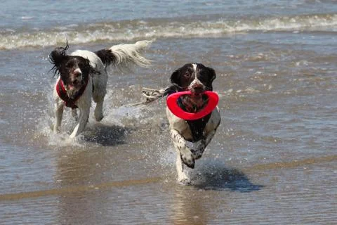 Working type english springer spaniel pet gundog running on a sandy beach; Stock Photos