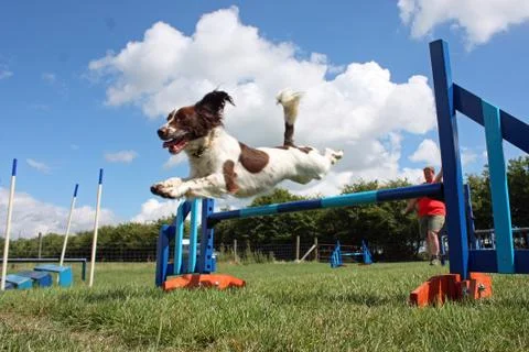 A working type english springer spaniel pet gundog jumping an agility jump Stock Photos