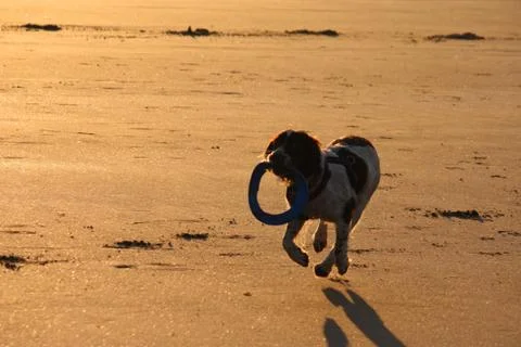 Working type english springer spaniel pet gundog running on a sandy beach; Stock Photos