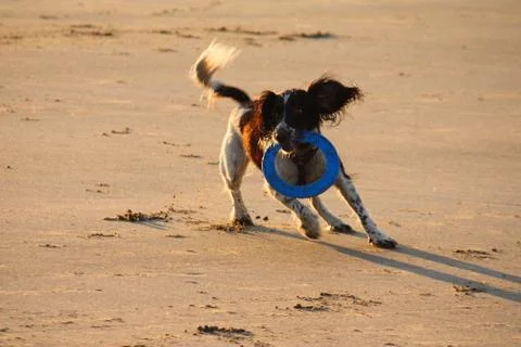 Working type english springer spaniel pet gundog running on a sandy beach; Stock Photos
