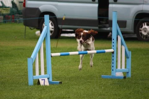 A working type english springer spaniel pet gundog jumping an agility jump Stock Photos