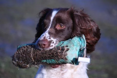 Working type english springer spaniel carrying a pheasant Stock Photos