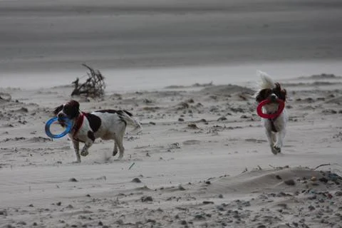 Working type english springer spaniel pet gundog running on a sandy beach; Stock-Fotos