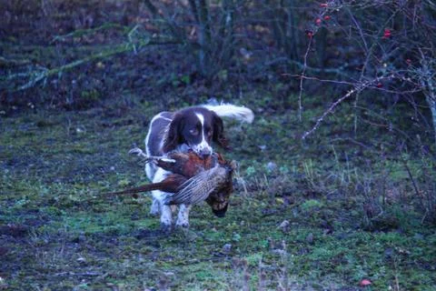 Working type english springer spaniel carrying a pheasant Stock-Fotos
