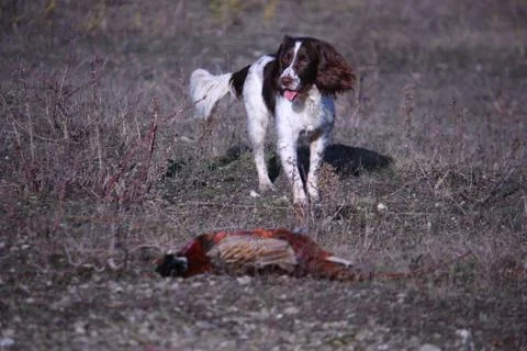 Working type english springer spaniel carrying a pheasant Stock Photos