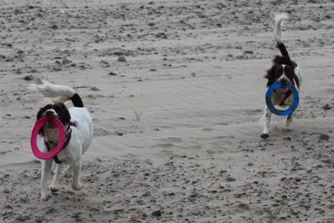 Working type english springer spaniel pet gundog running on a sandy beach; Stock Photos