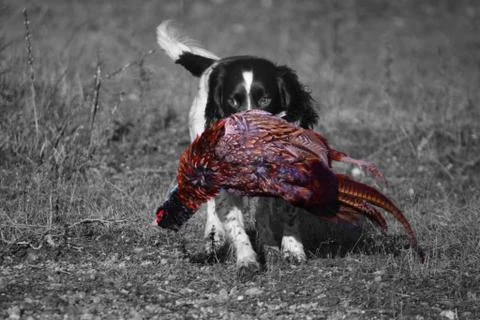 A working type english springer spaniel carrying a pheasant Stock Photos