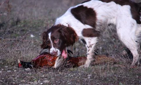 Working type english springer spaniel carrying a pheasant Stock Photos