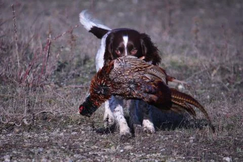 Working type english springer spaniel carrying a pheasant Stock Photos