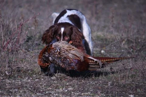 Working type english springer spaniel carrying a pheasant Stock Photos