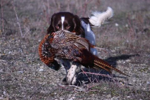 Working type english springer spaniel carrying a pheasant Stock Photos