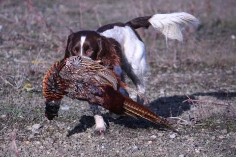 Working type english springer spaniel carrying a pheasant Stock Photos