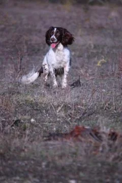 Working type english springer spaniel carrying a pheasant Stock Photos