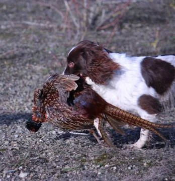 Working type english springer spaniel carrying a pheasant Stock Photos