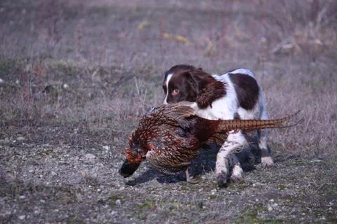 Working type english springer spaniel carrying a pheasant Foto stock