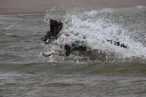 Working type english springer spaniel pet gundog jumping into water Stock-Fotos