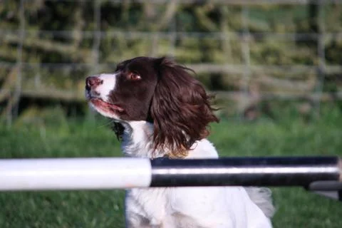 Working type english springer spaniel pet gundog Stock Photos