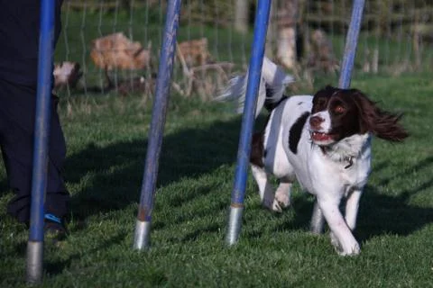 Working type english springer spaniel pet gundog agility weaving Stock Photos