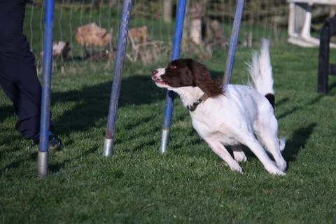 Working type english springer spaniel pet gundog agility weaving Stock Photos