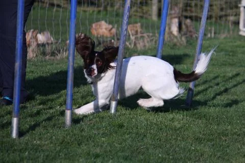 Working type english springer spaniel pet gundog agility weaving Stock Photos