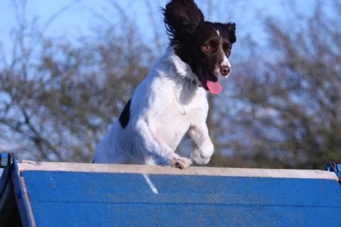 A working type english springer spaniel pet gundog running over an agility a- Stock Photos
