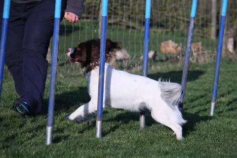 Working type english springer spaniel pet gundog agility weaving Stock Photos