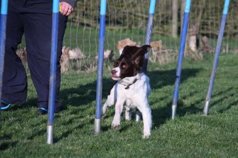 Working type english springer spaniel pet gundog agility weaving Stock Photos