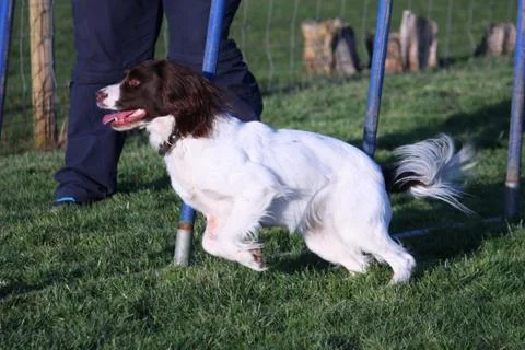 Working type english springer spaniel pet gundog agility weaving Stock Photos
