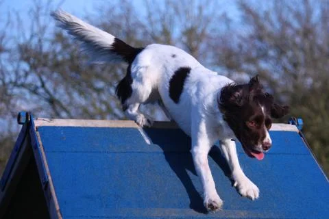 A working type english springer spaniel pet gundog running over an agility a- Stock Photos