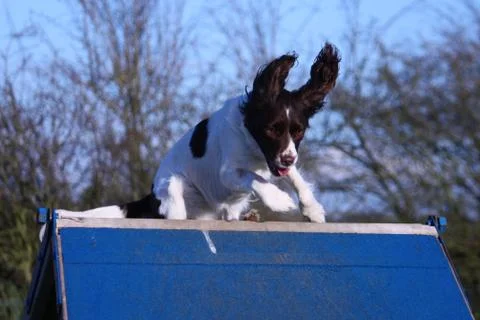 A working type english springer spaniel pet gundog running over an agility a- Stock Photos