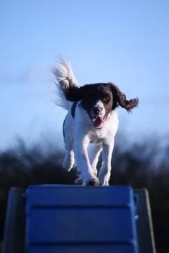 Working type english springer spaniel pet gundog doing agility Stock Photos