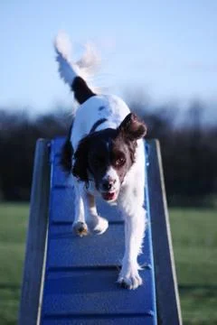 Working type english springer spaniel pet gundog doing agility Stock Photos