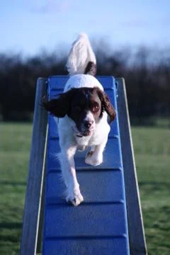 Working type english springer spaniel pet gundog doing agility Stock Photos