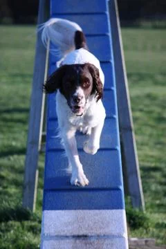 Working type english springer spaniel pet gundog doing agility Stock-Fotos